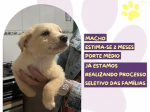 Cachorro raça SRD-ViraLata idade 2 a 6 meses nome Diego