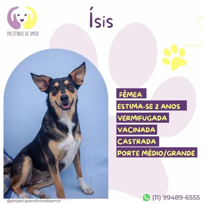 Cachorro raça SRD-ViraLata idade 2 anos nome Ísis