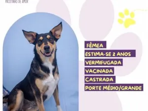 Cachorro raça SRD-ViraLata idade 2 anos nome Ísis