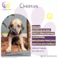 Cheetos
