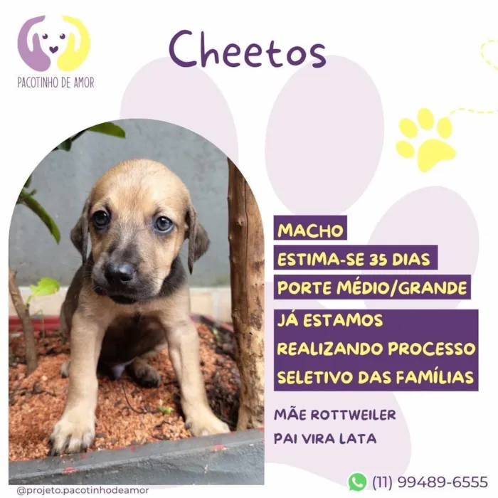 Cachorro raça SRD-ViraLata idade Abaixo de 2 meses nome Cheetos