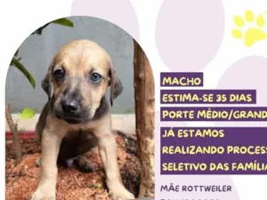 Cachorro raça SRD-ViraLata idade Abaixo de 2 meses nome Cheetos
