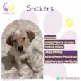 Snickers