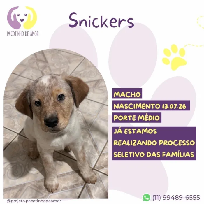 Cachorro raça SRD-ViraLata idade 2 a 6 meses nome Snickers