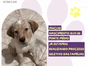 Cachorro raça SRD-ViraLata idade 2 a 6 meses nome Snickers