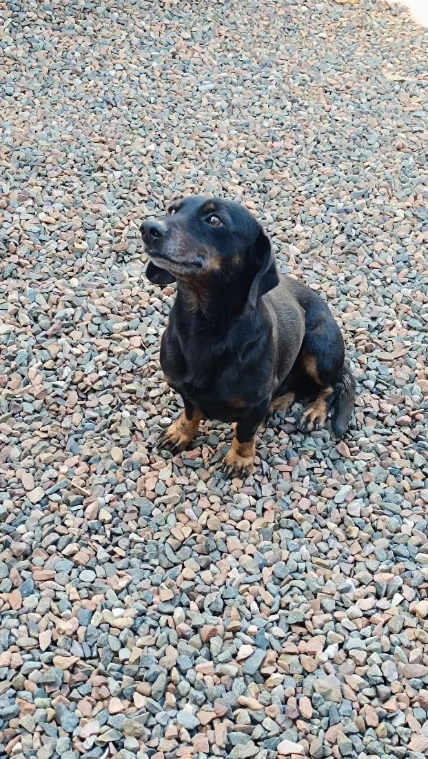 Cachorro raça SRD-ViraLata idade 6 ou mais anos nome Theo 
