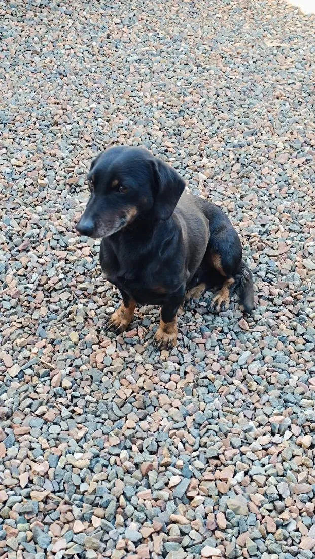 Cachorro raça SRD-ViraLata idade 6 ou mais anos nome Theo 