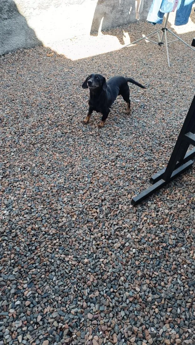 Cachorro raça SRD-ViraLata idade 6 ou mais anos nome Theo 