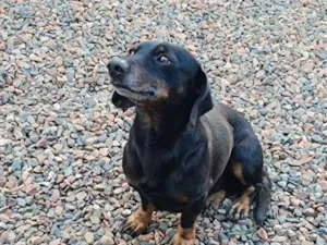Cachorro raça SRD-ViraLata idade 6 ou mais anos nome Theo 