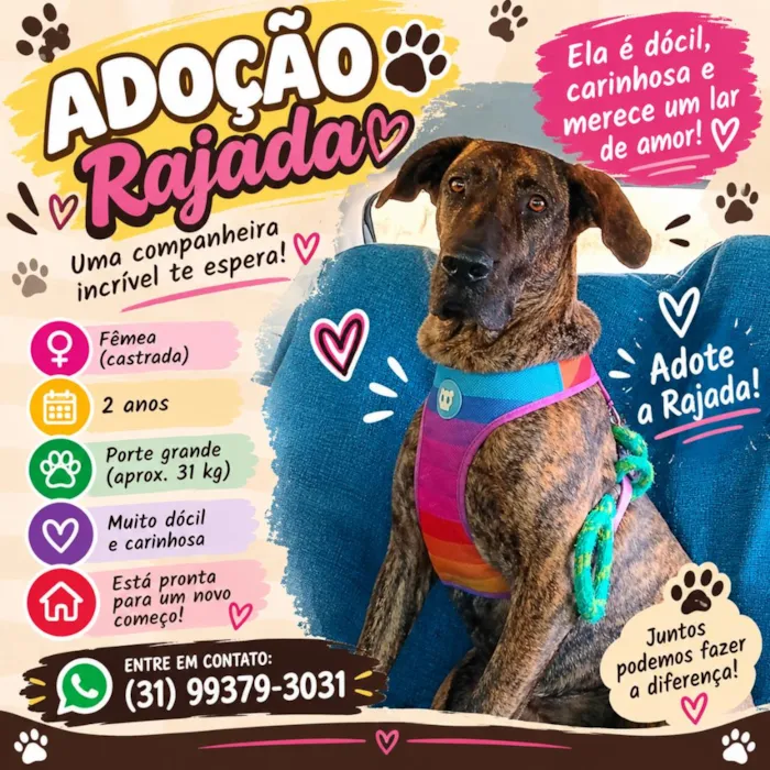 Cachorro raça SRD-ViraLata idade 2 anos nome Rajada