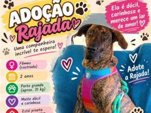 Cachorro raça SRD-ViraLata idade 2 anos nome Rajada