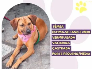 Cachorro raça SRD-ViraLata idade 1 ano nome Rebeca