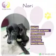 Nori