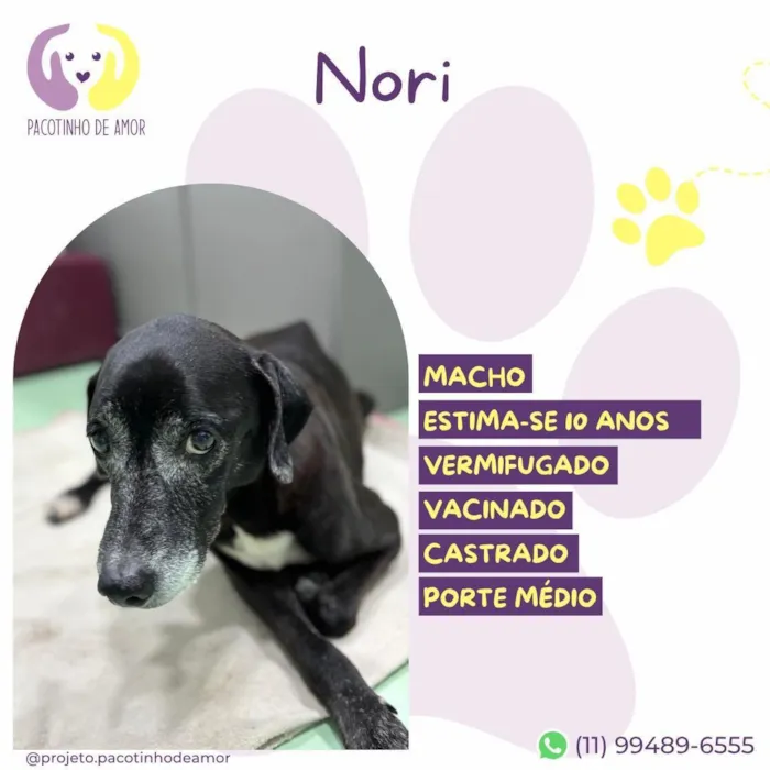 Cachorro raça SRD-ViraLata idade 6 ou mais anos nome Nori