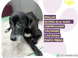 Cachorro raça SRD-ViraLata idade 6 ou mais anos nome Nori
