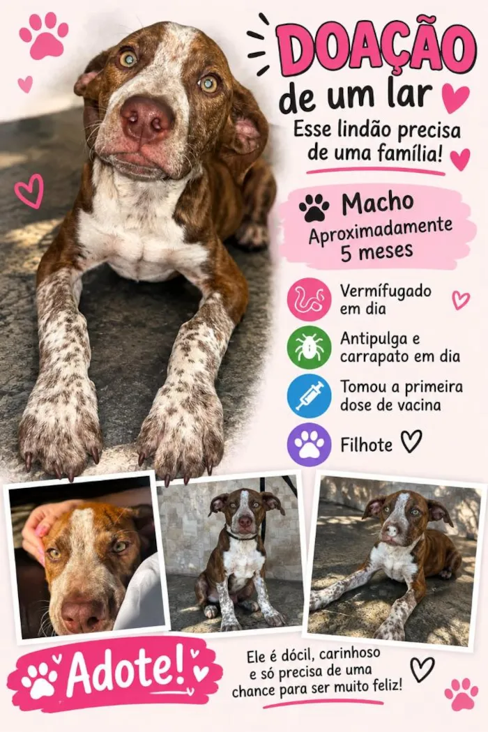Cachorro raça SRD-ViraLata idade 2 a 6 meses nome Thor