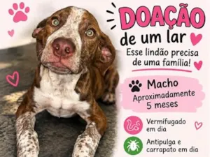 Cachorro raça SRD-ViraLata idade 2 a 6 meses nome Thor