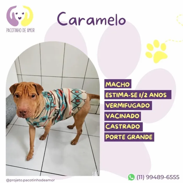 Cachorro raça SRD-ViraLata idade 2 anos nome Caramelo