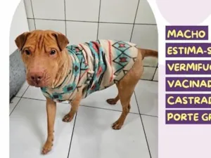 Cachorro raça SRD-ViraLata idade 2 anos nome Caramelo