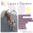 Pandora e cacau 