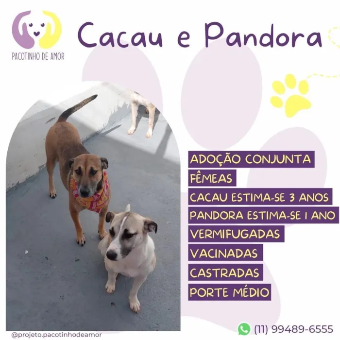 Cachorro raça SRD-ViraLata idade 1 ano nome Pandora e cacau 