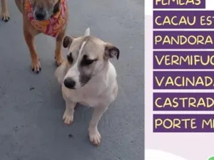 Cachorro raça SRD-ViraLata idade 1 ano nome Pandora e cacau 