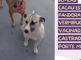 Pandora e cacau