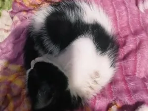 Gato raça SRD-ViraLata idade 2 a 6 meses nome Toddy