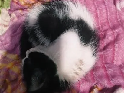 Gato raça SRD-ViraLata idade 2 a 6 meses nome Toddy
