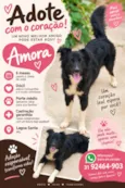 Amora