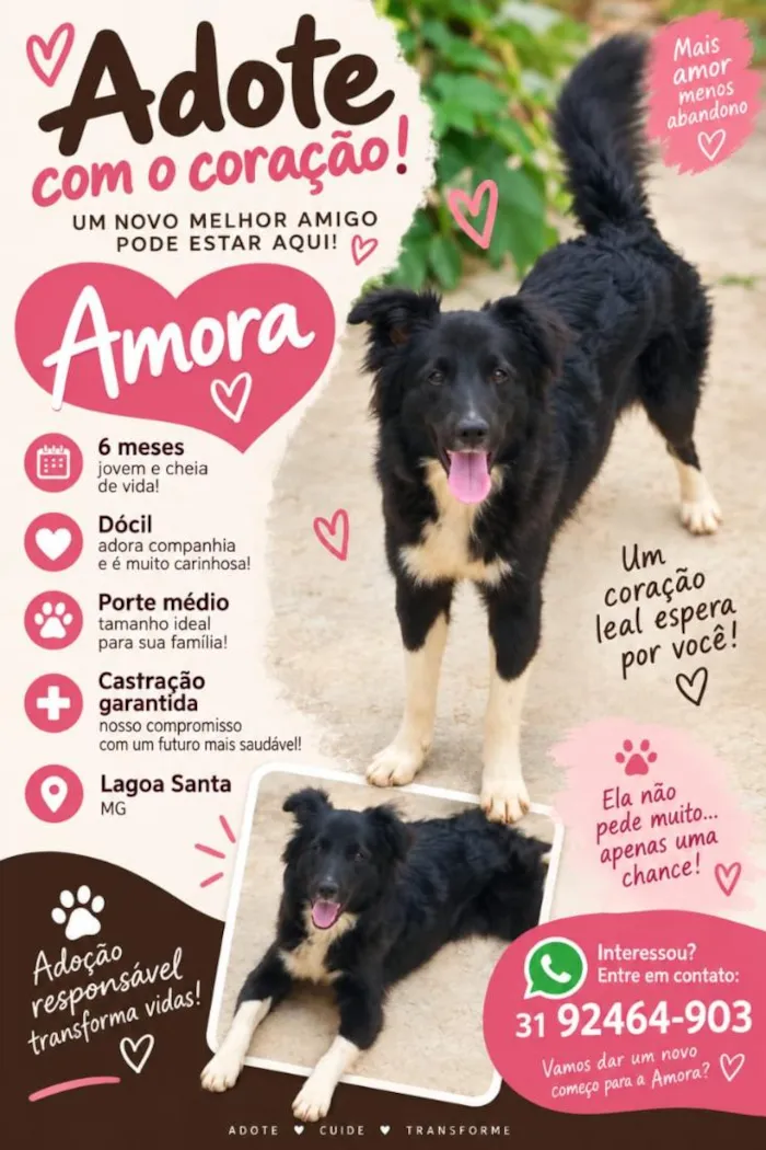 Cachorro raça SRD-ViraLata idade 2 a 6 meses nome Amora