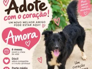 Cachorro raça SRD-ViraLata idade 2 a 6 meses nome Amora