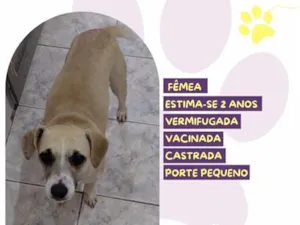 Cachorro raça SRD-ViraLata idade 2 anos nome Princesa