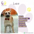 Luke