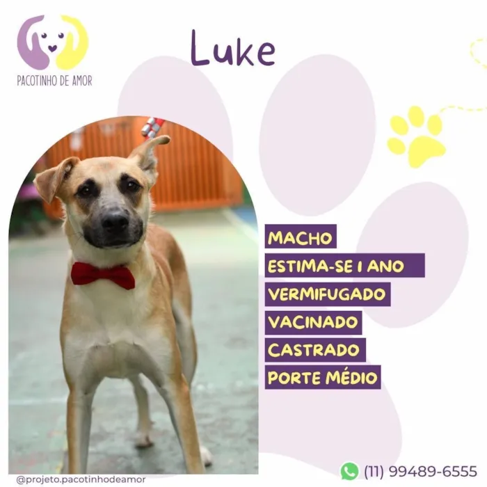 Cachorro raça SRD-ViraLata idade 1 ano nome Luke