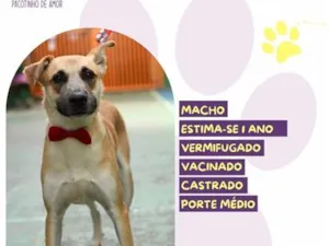 Cachorro raça SRD-ViraLata idade 1 ano nome Luke