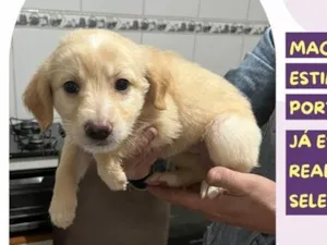 Cachorro raça SRD-ViraLata idade Abaixo de 2 meses nome Sid