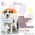 Drica