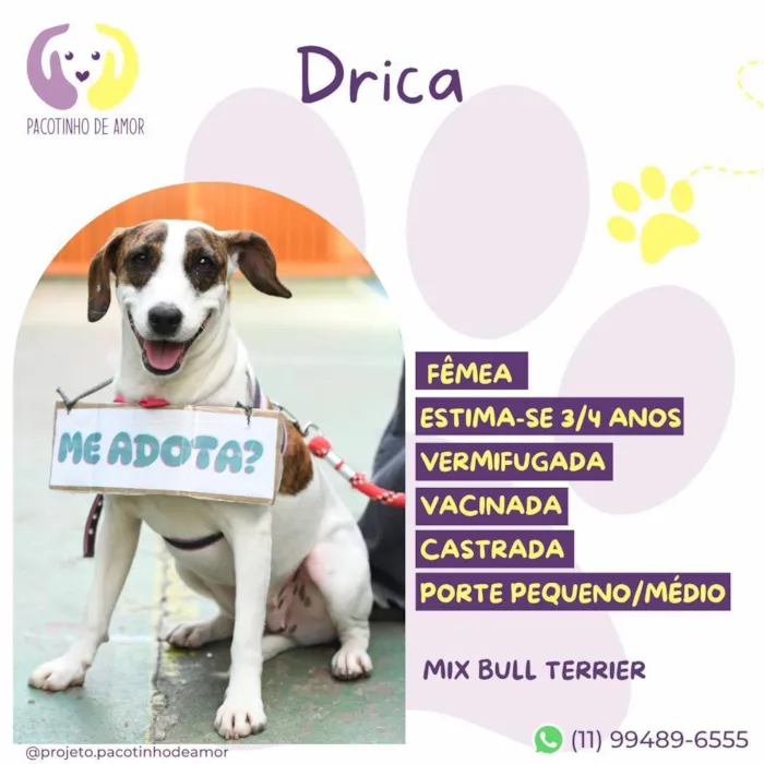 Cachorro raça SRD-ViraLata idade 4 anos nome Drica