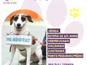 Cachorro raça SRD-ViraLata idade 4 anos nome Drica