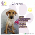 Chronos