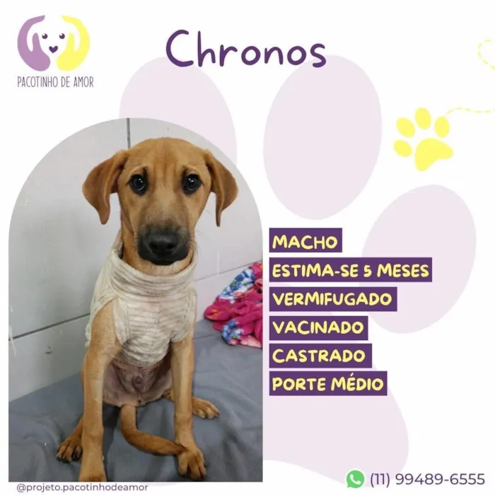 Cachorro raça SRD-ViraLata idade 2 a 6 meses nome Chronos