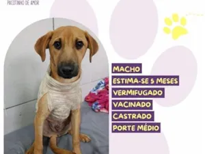 Cachorro raça SRD-ViraLata idade 2 a 6 meses nome Chronos