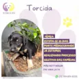 Torcida