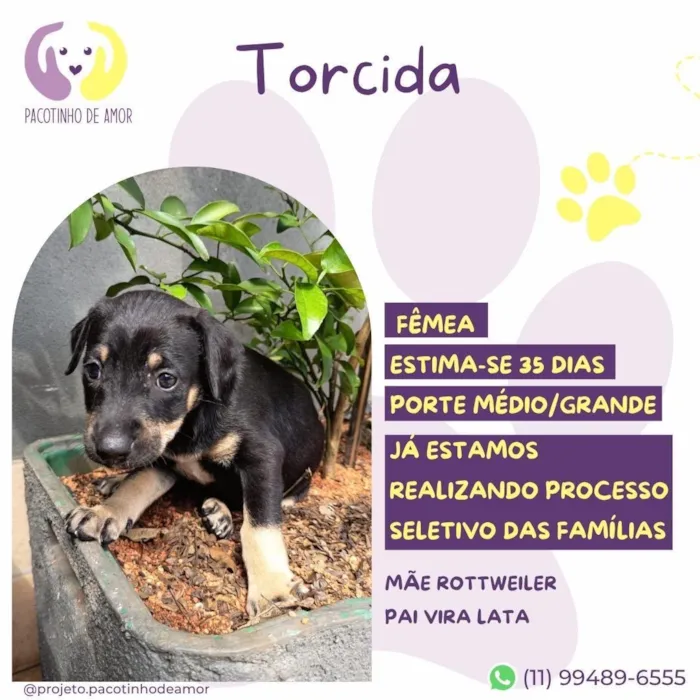 Cachorro raça SRD-ViraLata idade 2 a 6 meses nome Torcida