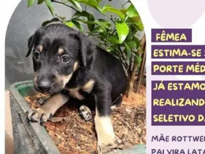 Cachorro raça SRD-ViraLata idade 2 a 6 meses nome Torcida