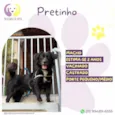 Pretinho