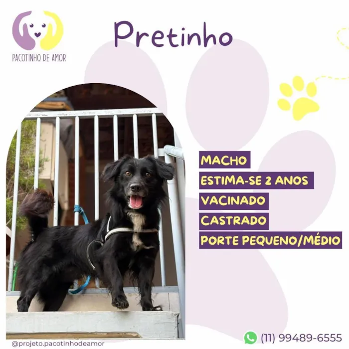 Cachorro raça SRD-ViraLata idade 2 anos nome Pretinho