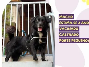 Cachorro raça SRD-ViraLata idade 2 anos nome Pretinho