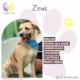 Zeus